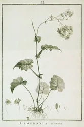 Cineraria Cruenta, da 